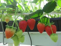 Фото с сайта компании vissers http://www.vissers.com/en/strawberryplants/cabrillo