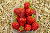 фото с сайта компании vissers<br />http://www.vissers.com/en/strawberryplants/romina