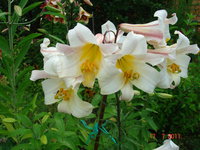 DSC06959.JPG