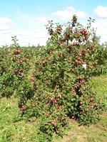 ябл. 56-78 дерево