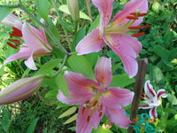 DSC07034.JPG
