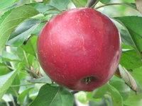 Коваленковское-9-12.JPG