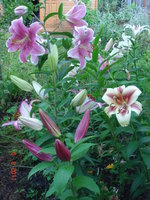 DSC07126.JPG