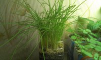 IMAG0771.jpg