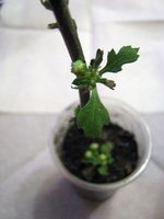 IMG_1777.JPG