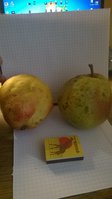 WP_20161119_002.jpg