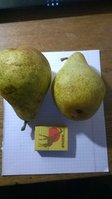 WP_20161119_003.jpg