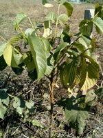 IMG_20161002_131556.jpg