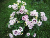 IMG_1916.JPG
