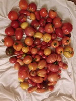IMG_20160907_185226.jpg