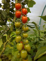 IMG_20160806_153226.jpg
