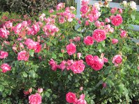 IMG_2135.JPG