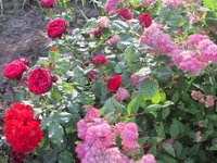 IMG_2161.JPG