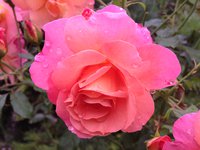 IMG_3748.JPG