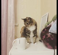 image.jpeg