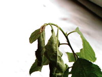 Photo-0198ш.jpg