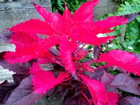 DSC07411.JPG