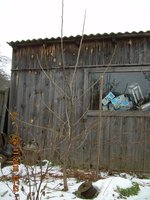 Пятилетка, всход 2012, пересажен сюда весной 2013