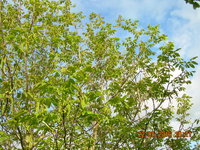 DSCN1204.JPG