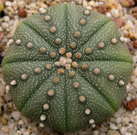 Взрослый astrophytum asterias такими должны получиться малыши.