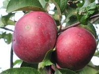 IMG_4620.JPG
