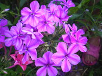 IMGP0977.JPG