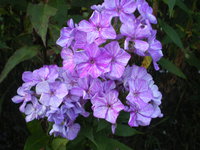 IMGP0981.JPG