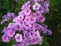 IMGP0989.JPG
