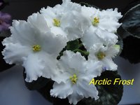 Arctic Frost2.jpg
