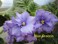 Blue Dragon.jpg