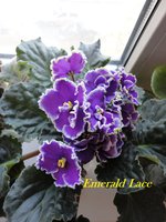 Emerald Lace.jpg