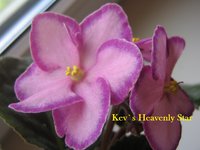 Kev`s Heavenly Star.jpg