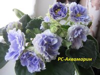 РС-Аквамарин.jpg