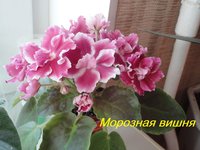 Морозная Вишня2.jpg