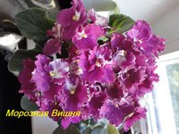 Морозная Вишня.jpg