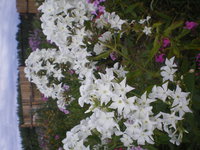 IMGP1033.JPG