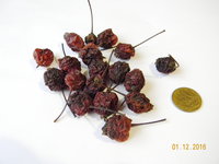 DSCNр7909.jpg