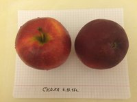 IMG_5541.JPG