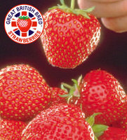 http://www.mrsltd.com/strawberries.asp