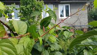 Окраска молодых растущих побегов сорта Сентябрьская (конец июля).