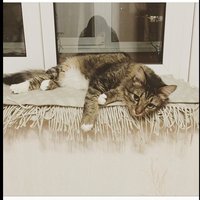 image.jpeg