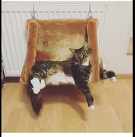 image.jpeg