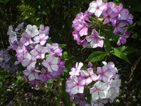 IMGP1035.JPG