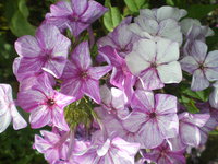 IMGP1040.JPG