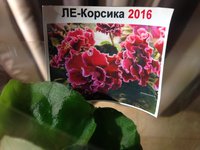 IMG_4335.JPG