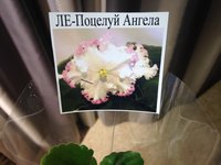 IMG_4339.JPG
