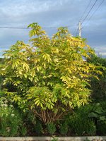 DSCF4356.JPG