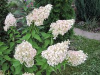 IMG_1488.JPG