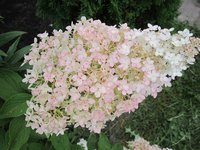 IMG_1489.JPG