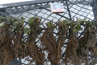 DSCN5858.JPG